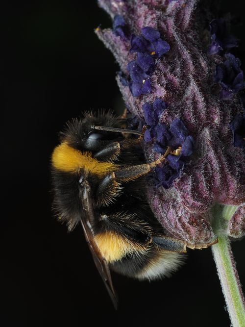 Free Close-up of a bumblebee pollinating a vibrant lavender flower against a dark background. Stock Photo