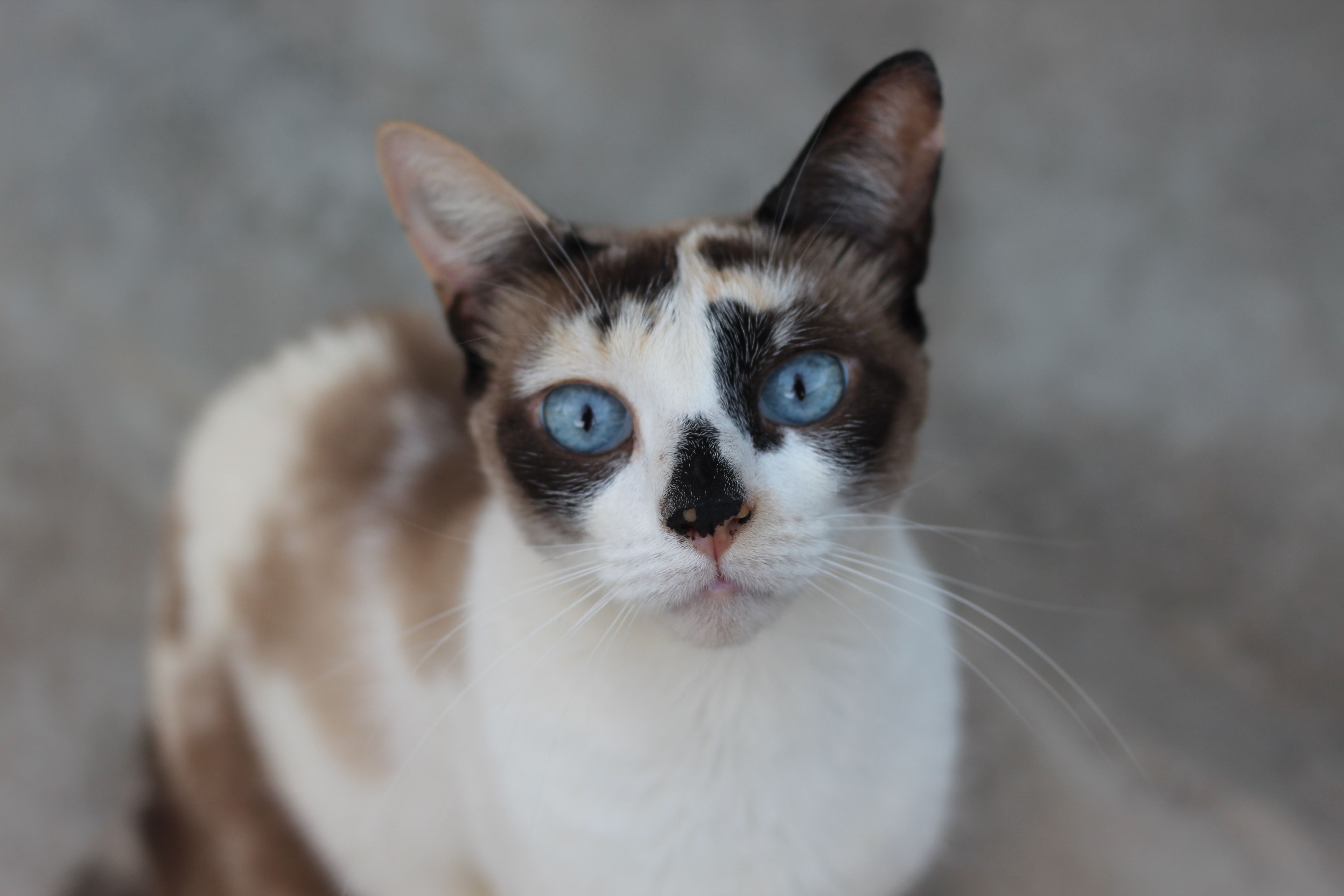Portrait of a cat at a veterinary clinic