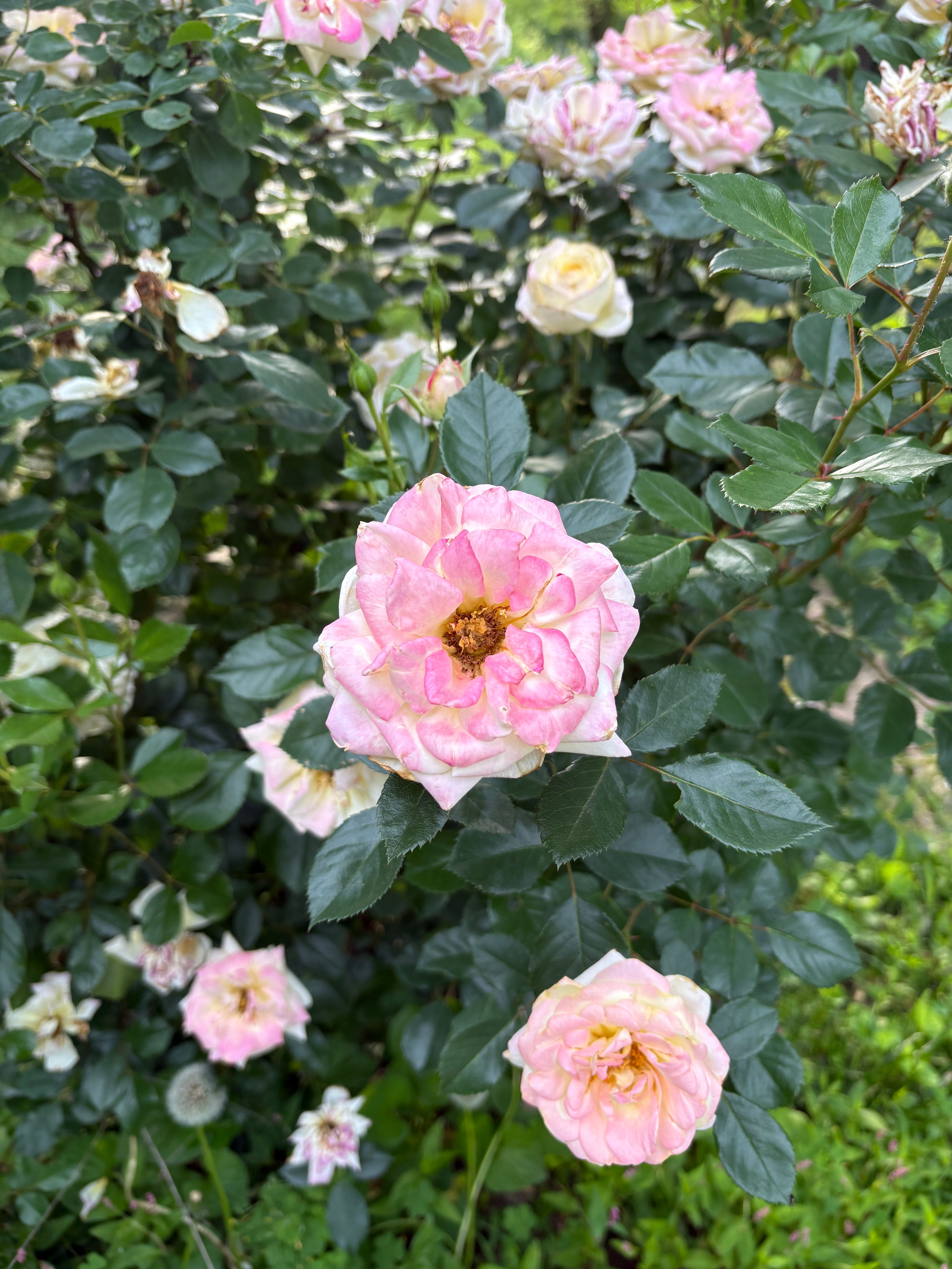 Close-up of blooming pink roses in lush green garden, showcasing vibrant petals and healthy foliage
