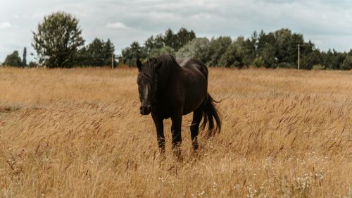 Free Majestic black horse standing in a golden field under a cloudy sky in summer, Lipetsk region, Russia. Stock Photo