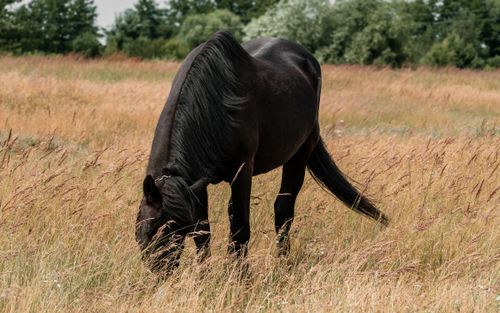 Free Black horse grazing in a summer field in Lipetsk region, Russia. Stock Photo