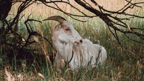 Free A serene white goat relaxing in a grassy field under tree branches, showcasing nature's tranquility. Stock Photo