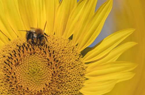 Free Close-up of a bee collecting nectar from a vibrant sunflower in bright daylight. Stock Photo