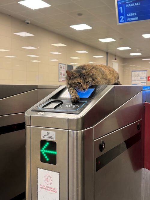 Free A tabby cat comfortably rests on a turnstile at a metro station in Istanbul, Turkey. Stock Photo