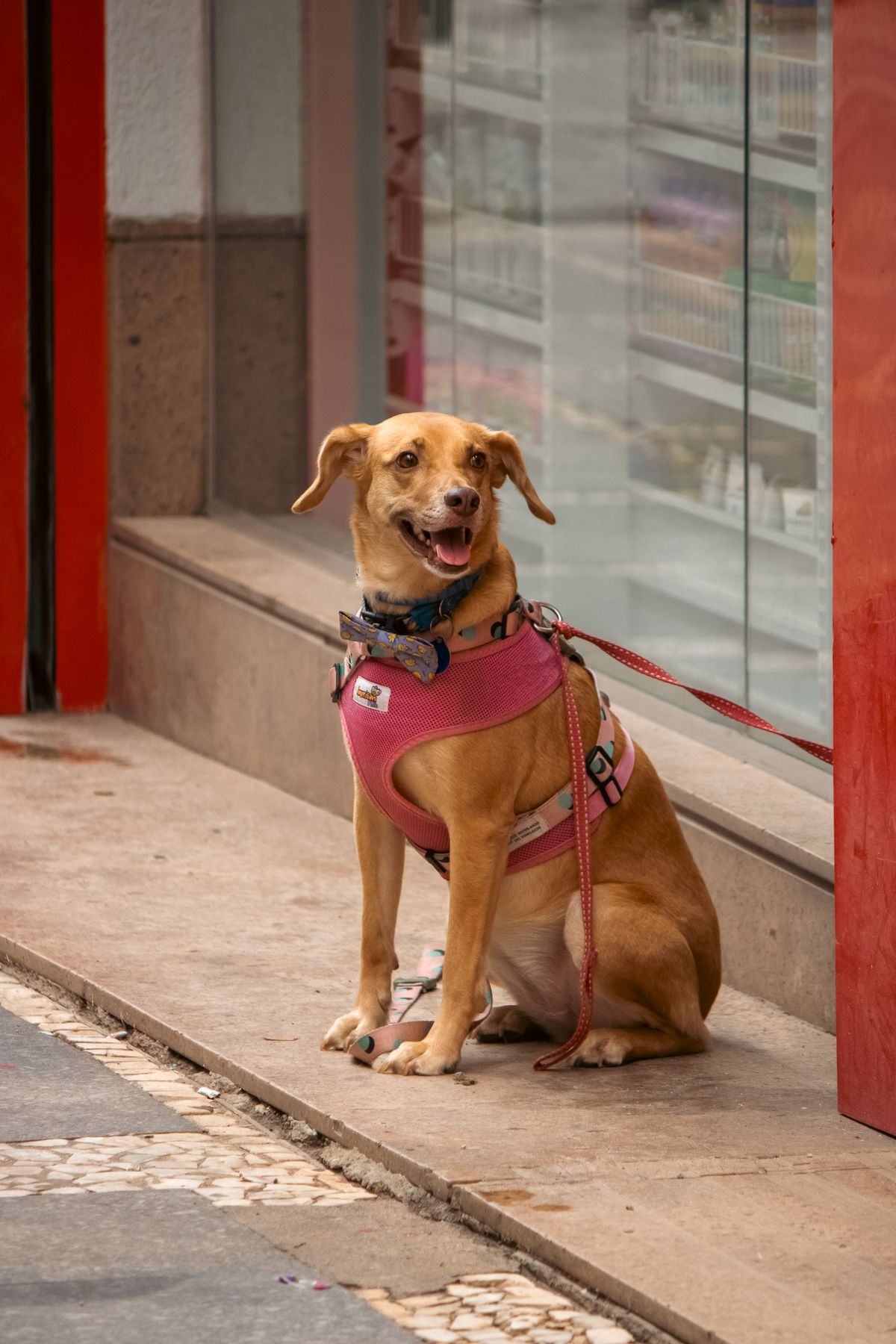 Chien au supermarché : interdit ? Loi, exceptions, amendes 2026