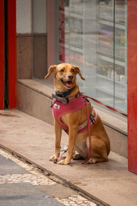 Chien au supermarché : interdit ? Loi, exceptions, amendes 2026