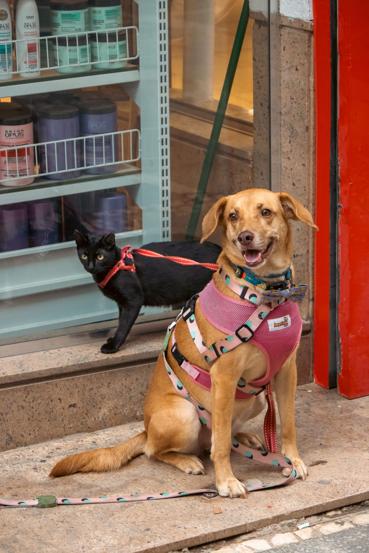 A dog and a cat in harnesses outside the shop
