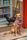 pet shop