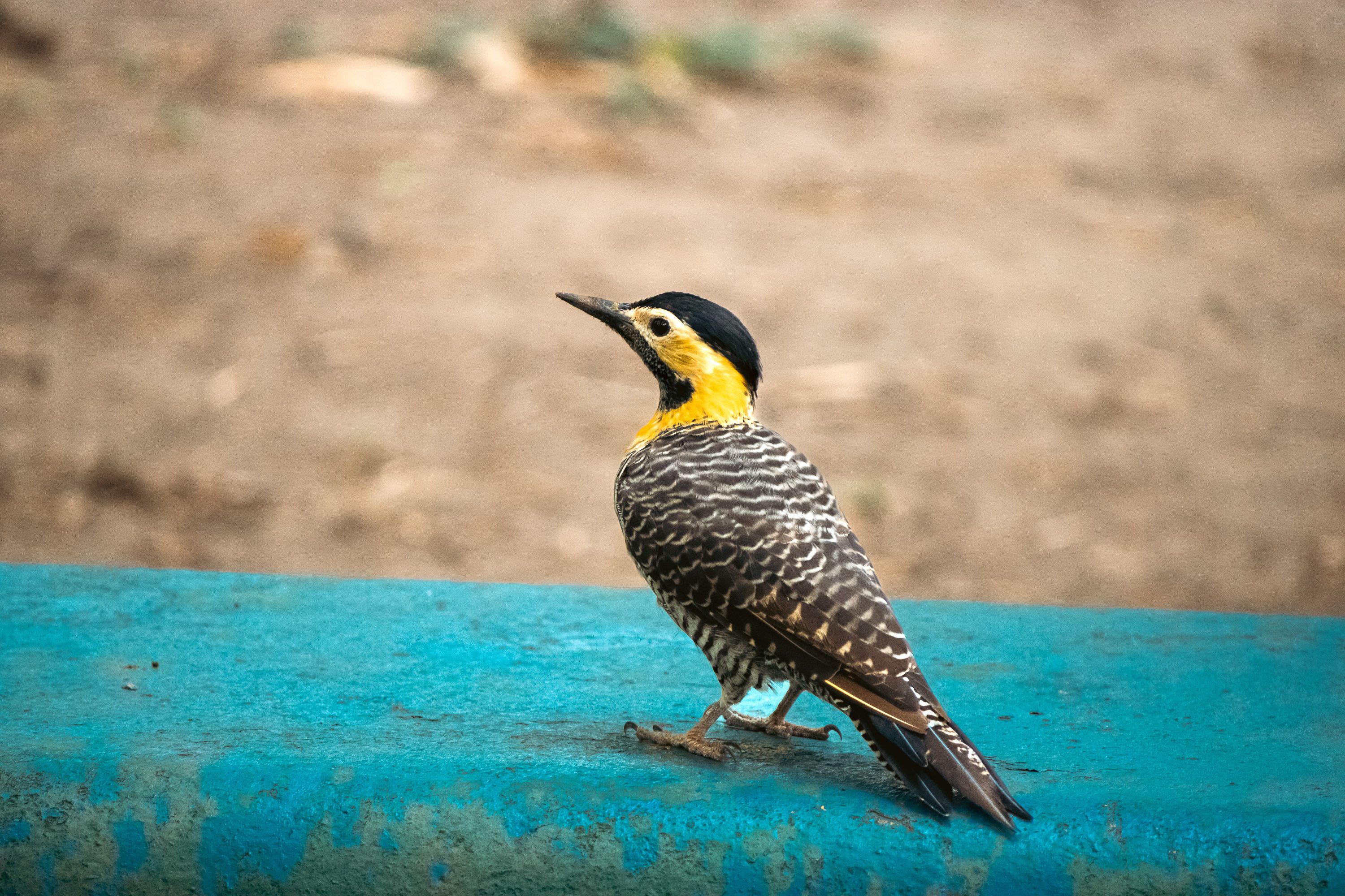 Foto: Matheus Pires / Pexels