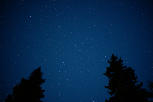 Free A clear night sky filled with stars above silhouettes of pine trees. Stock Photo