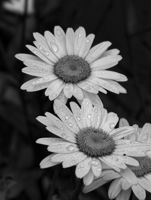 Free Close-up of daisies with morning dew, captured in black and white. Stock Photo