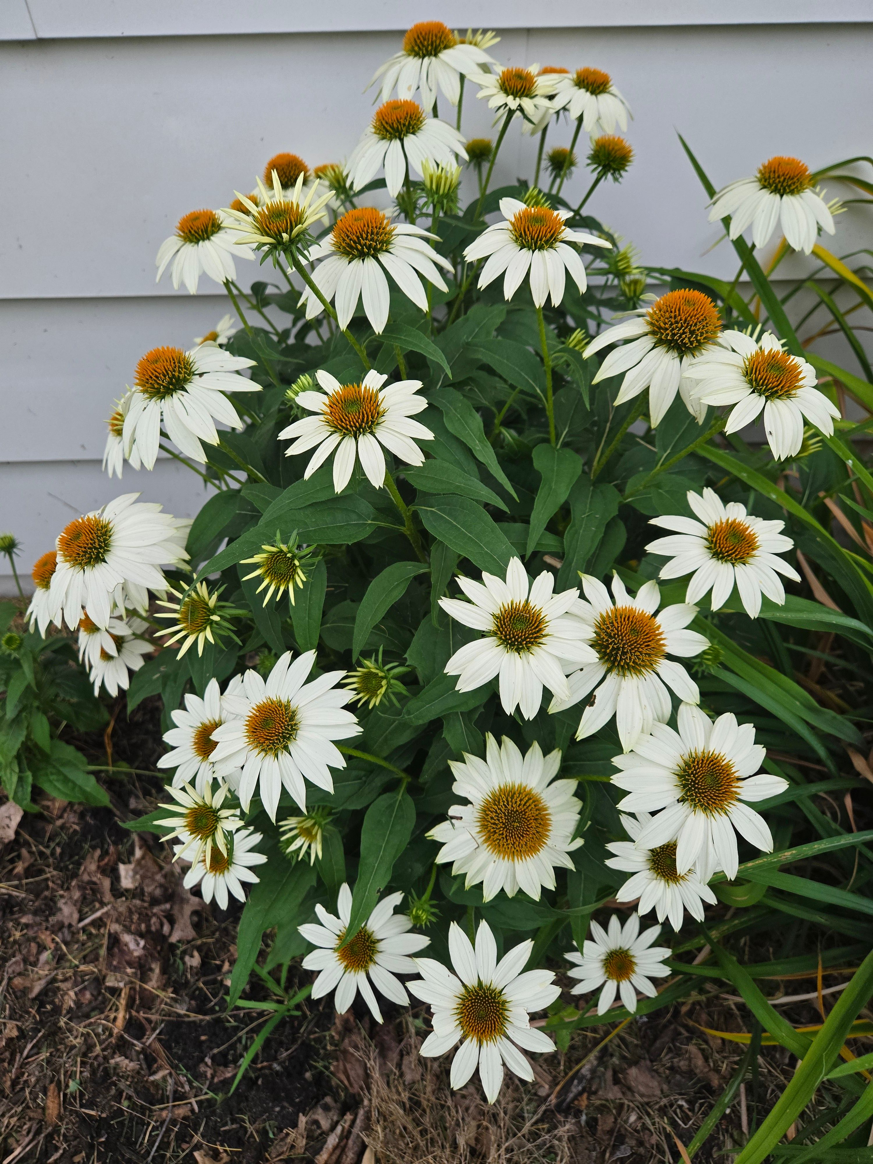 [ColoSach]-close-up-of-vibrant-white-echinacea-flowers-blooming-in-a-garden.