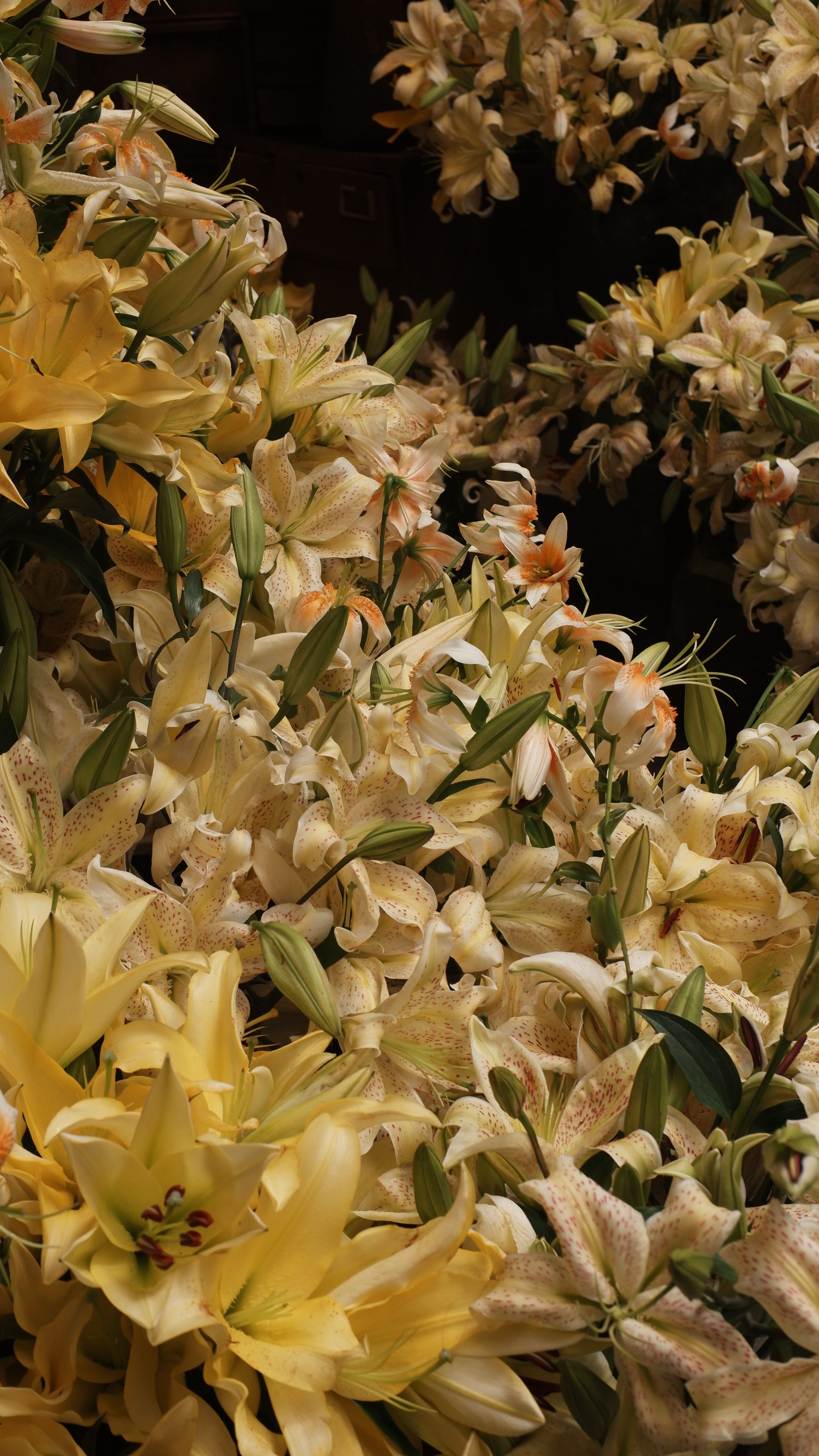 [ColoSach]-a-lush-arrangement-of-yellow-lilies-in-full-bloom-displayed-indoors,-highlighting-their-vibrant-petals.
