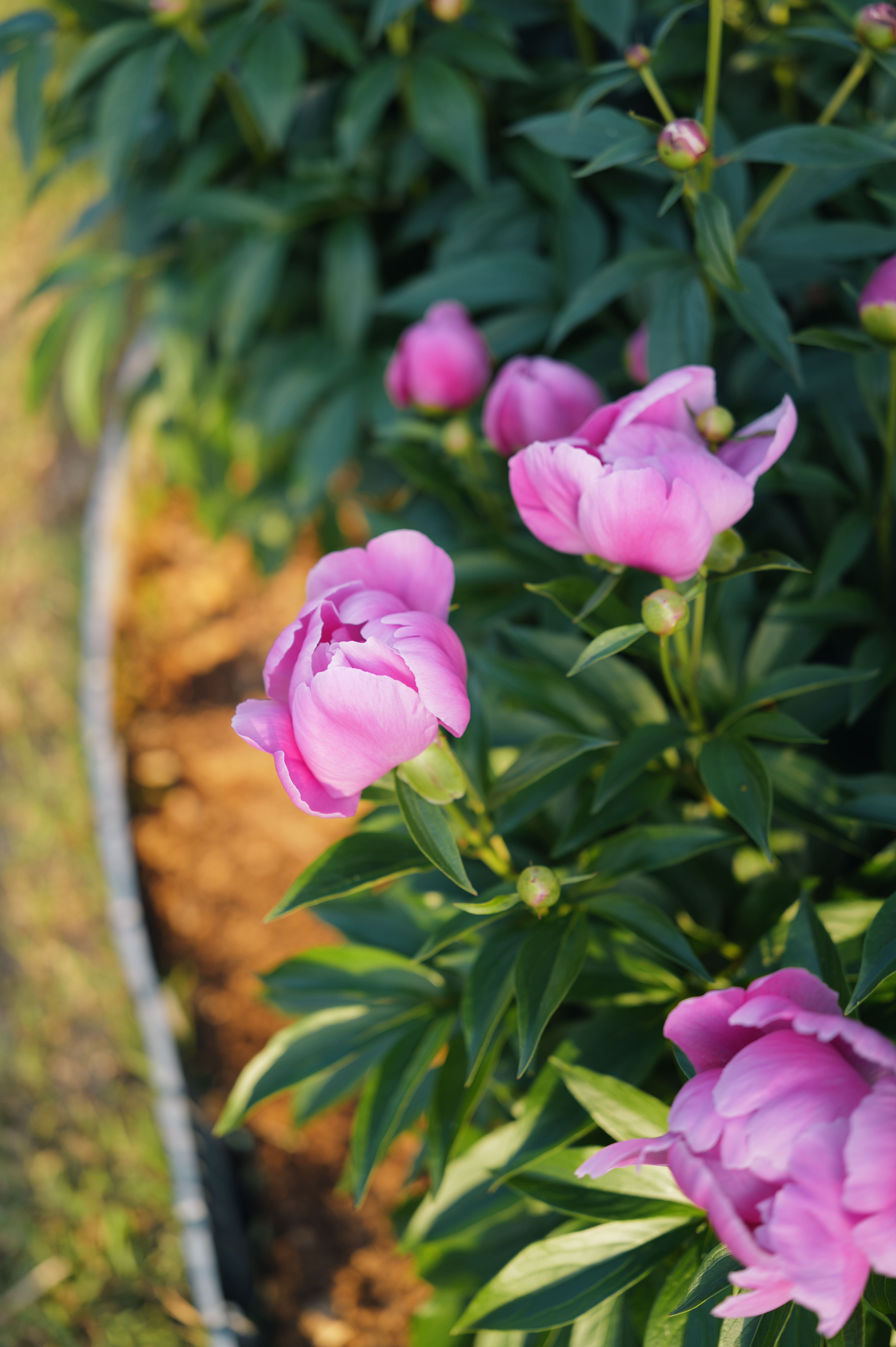 [ColoSach]-a-close-up-view-of-vibrant-pink-peonies-in-full-bloom,-captured-in-natural-outdoor-lighting.