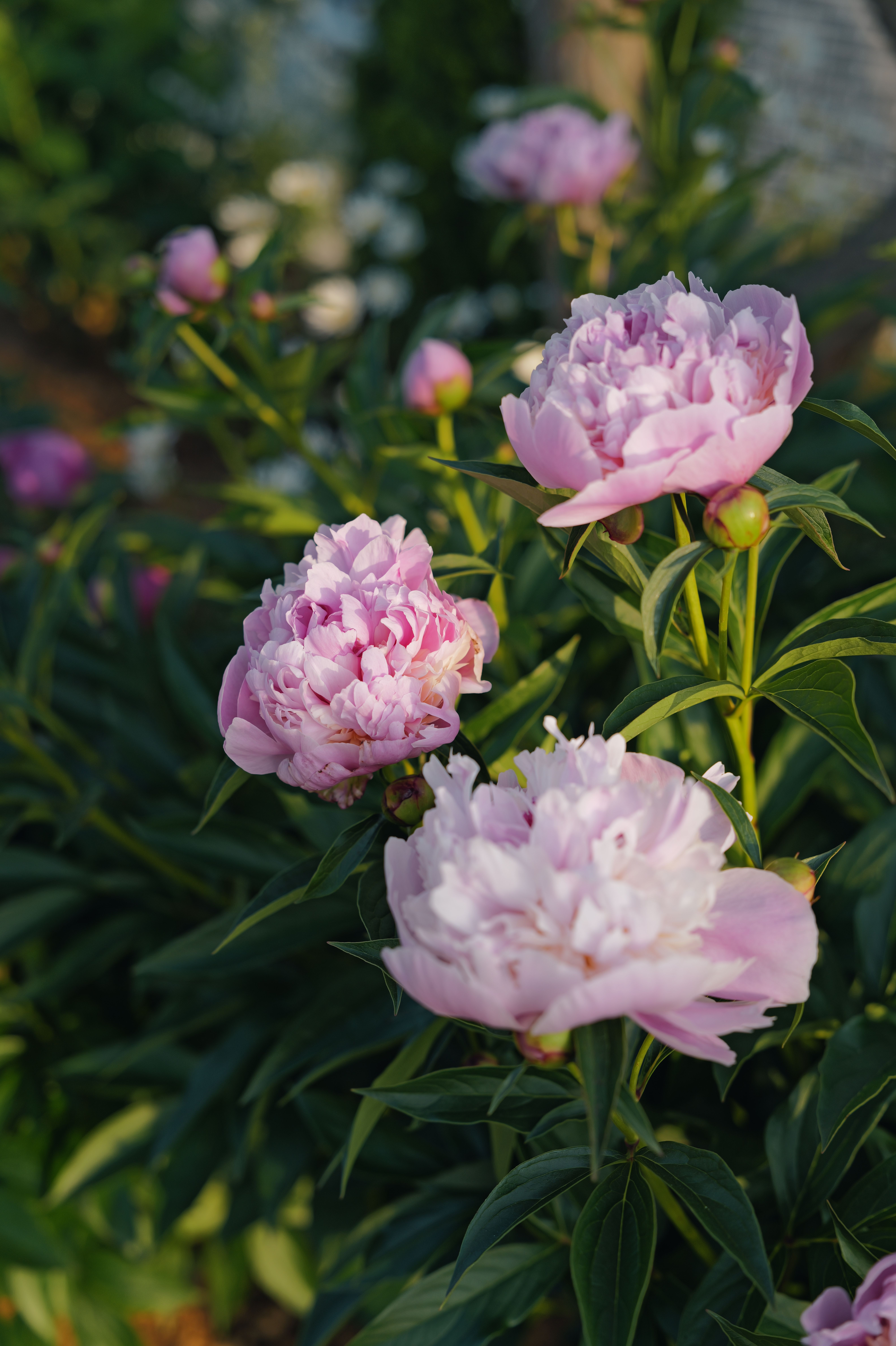 [ColoSach]-beautiful-pink-peonies-in-full-bloom-captured-in-an-outdoor-garden-setting.