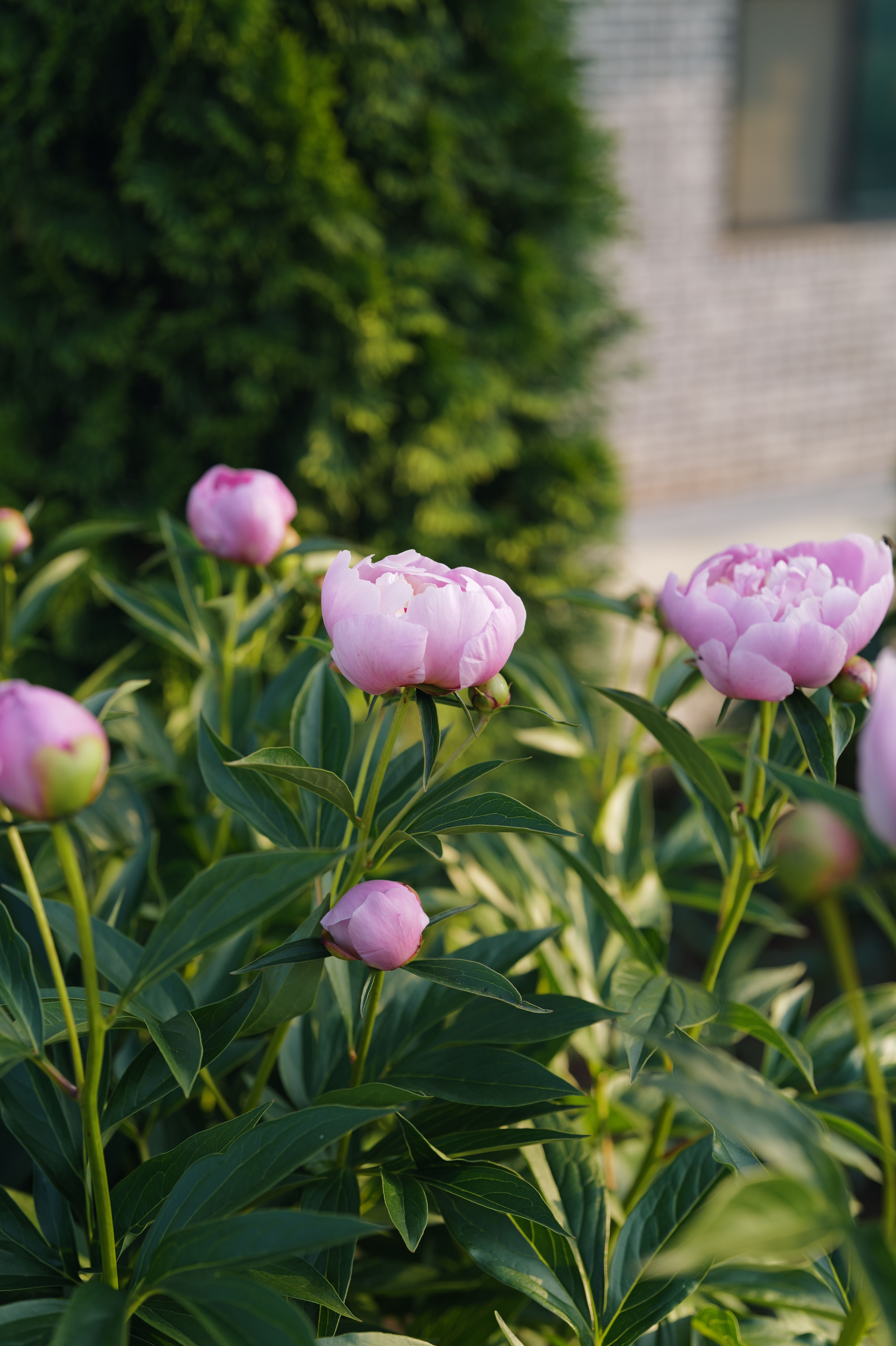 [ColoSach]-vibrant-pink-peonies-bloom-in-a-sunlit-garden-setting,-surrounded-by-lush-green-foliage.