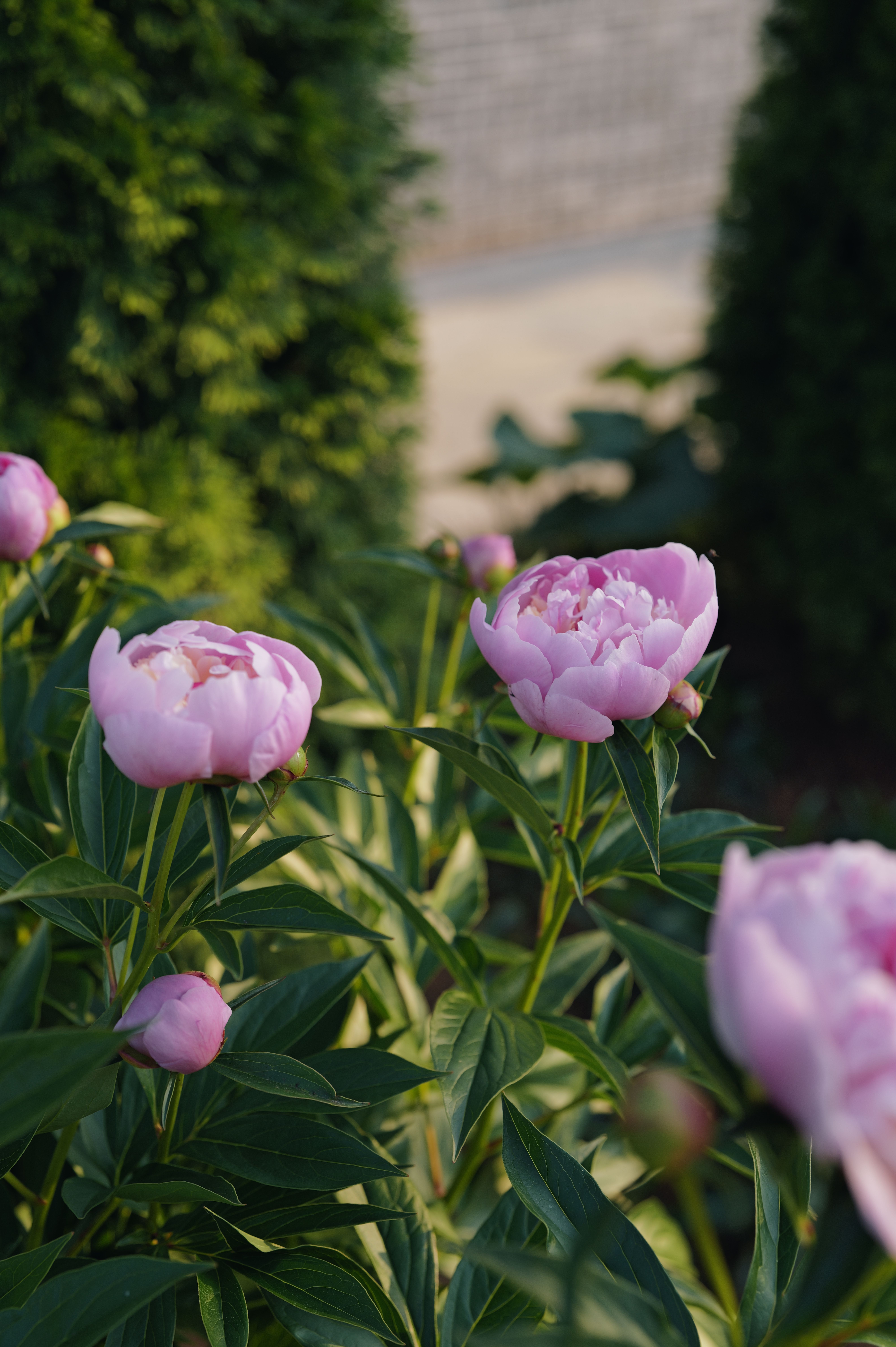 [ColoSach]-a-captivating-close-up-of-pink-peony-flowers-blooming-in-a-sunlit-garden,-evoking-a-sense-of-spring's-beauty.