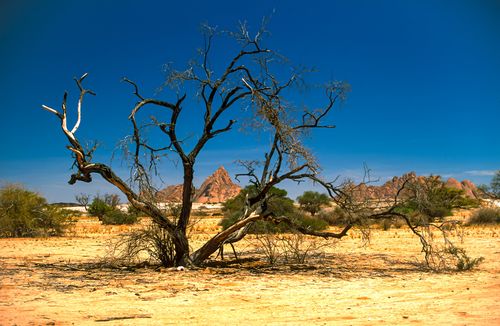 Free A solitary tree stands in a sunlit desert with clear blue skies and distant rocky formations. Stock Photo