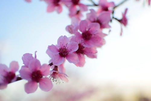 Foto d'estoc gratuïta de flors, flors de poma, pomer