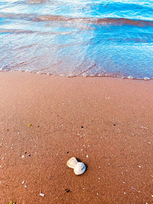 Free A serene beach scene featuring seashells on wet sand with gentle waves. Stock Photo