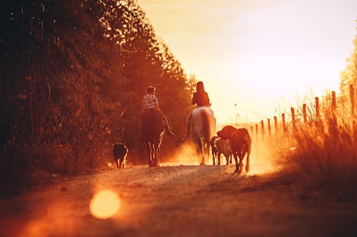 People Riding Horses during Sunset