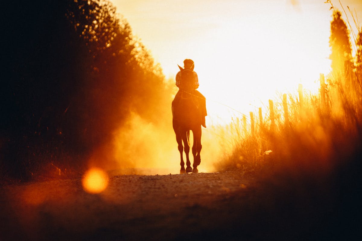 Low angle silhouette of anonymous person riding horse in rural field near trees during bright sundown
