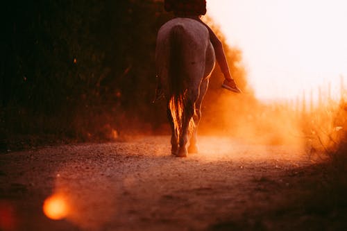 Человек верхом на лошадях во время заката