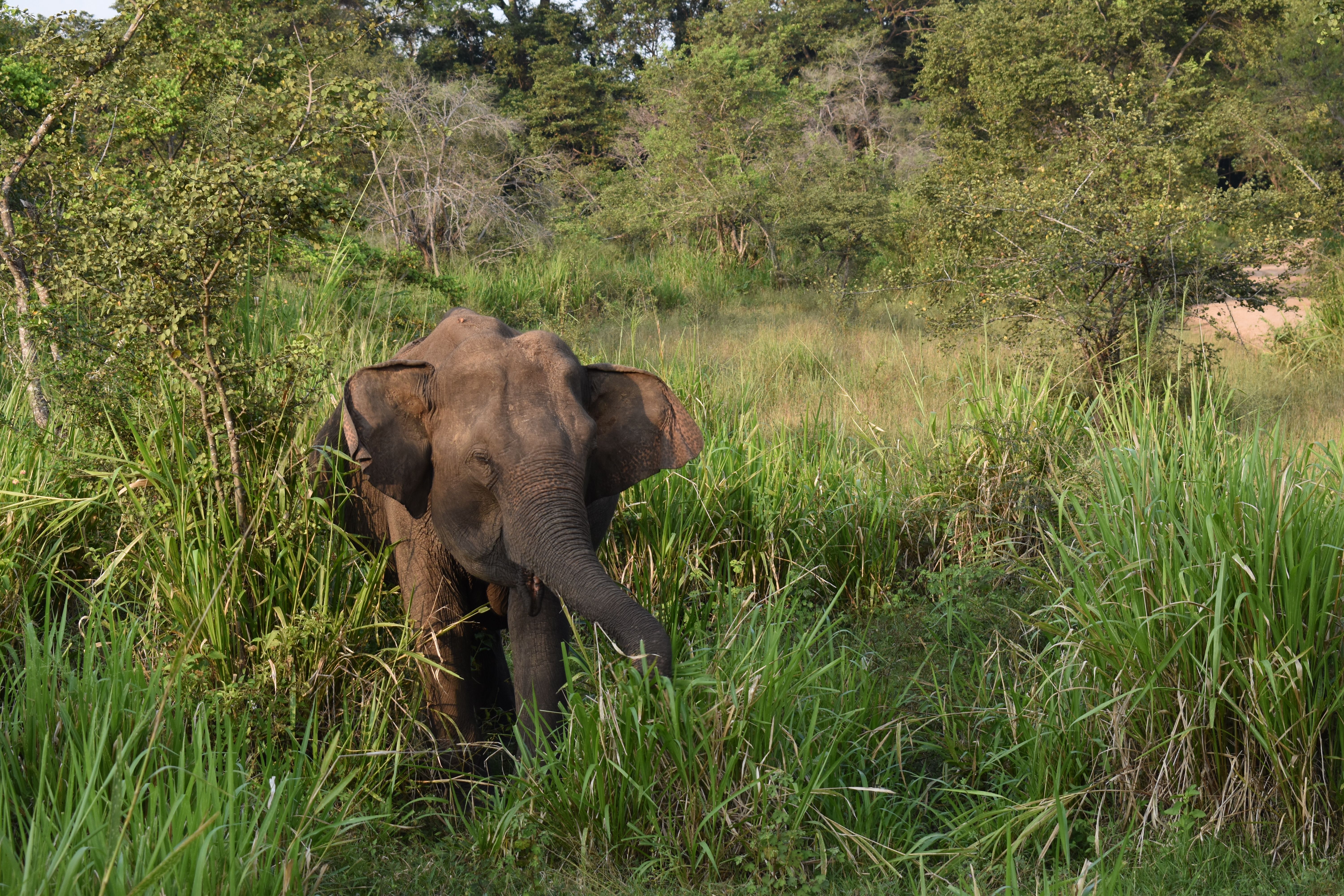 Udawalawe in 2 Days: What to See and Where to Stay