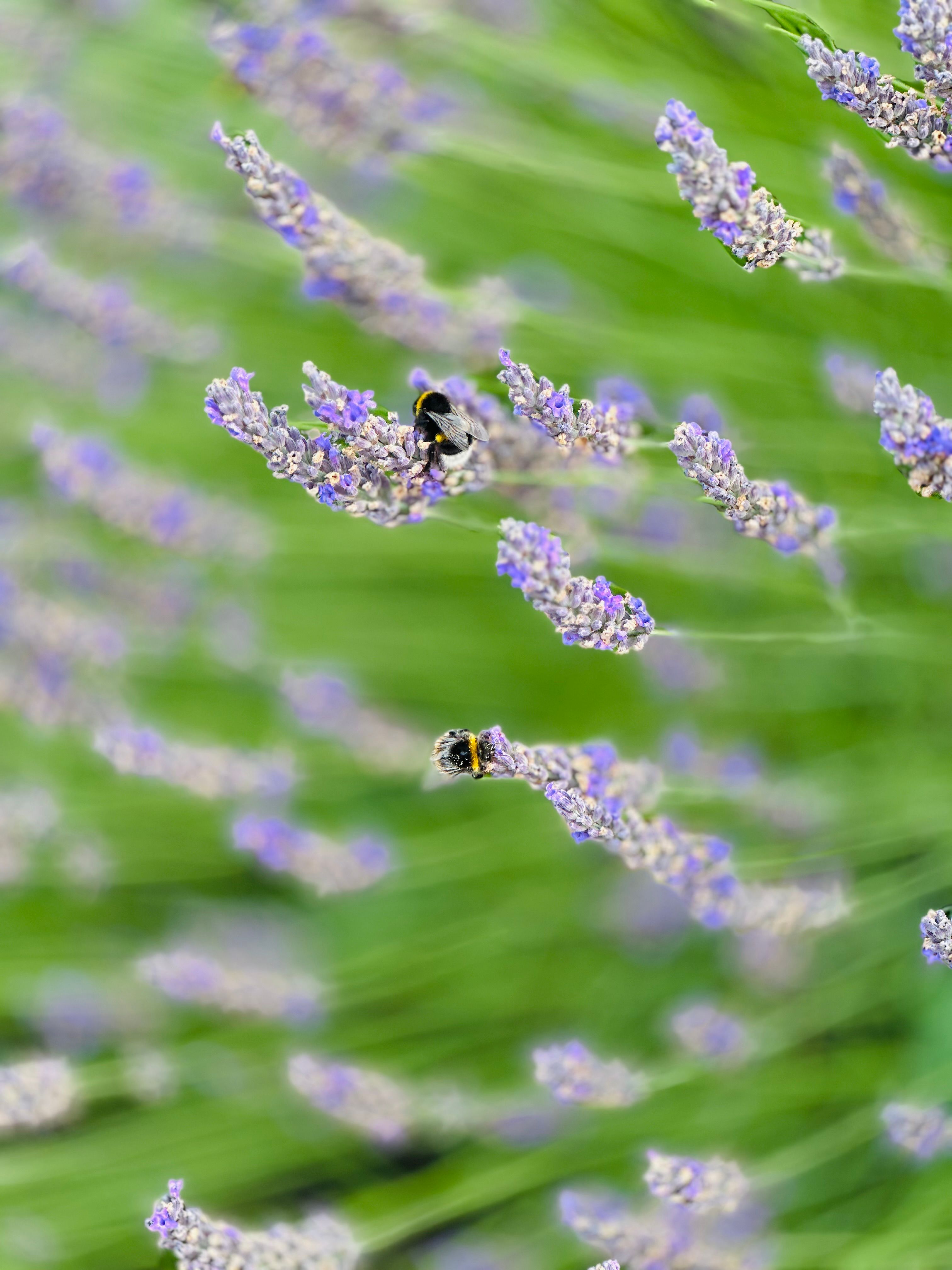 [ColoSach]-close-up-of-bumblebees-on-vibrant-lavender-flowers-with-a-blurred-green-background.