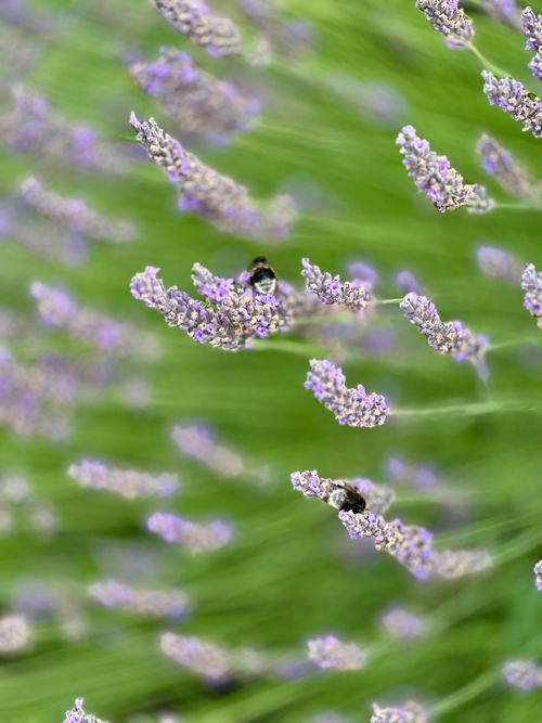 Free Close-up of bumblebees on lavender flowers in a summer field, showcasing nature's beauty. Stock Photo
