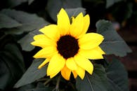 这张户外拍摄的特写镜头中，充满活力的黄色向日葵郁郁葱葱，叶子茂盛，象征着生长与自然