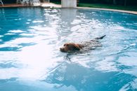 阳光明媚的日子里，一只拉布拉多猎犬在清澈的蓝色游泳池里游泳