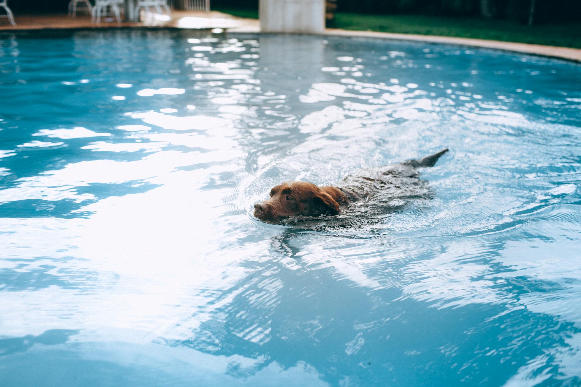 Un chien nage dans l'eau