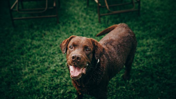 A joyful chocolate Labrador retriever playing outdoors on a green lawn.