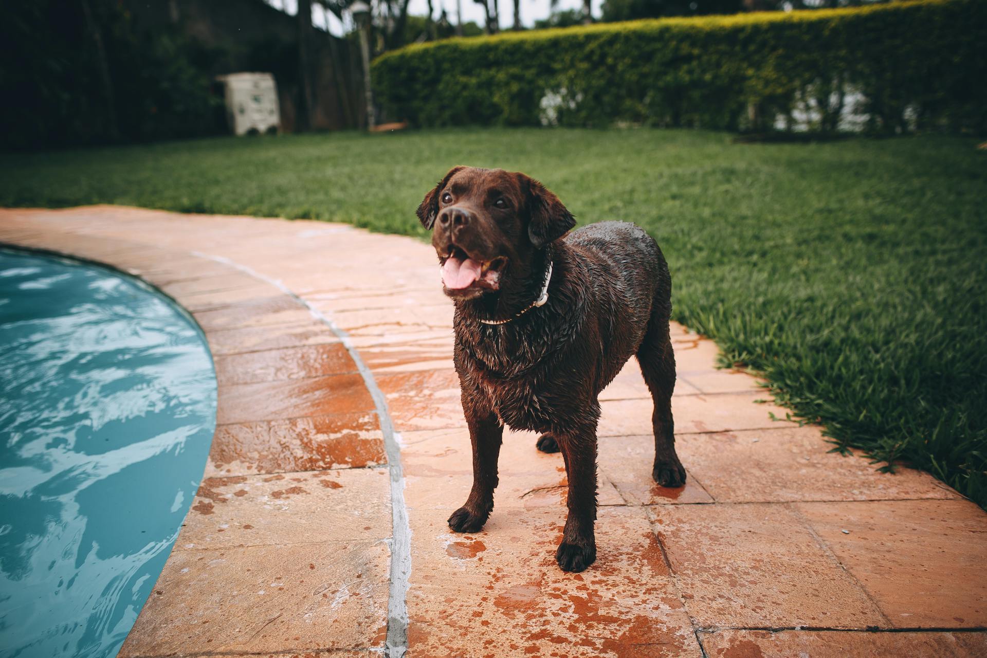 Brown Labrador Retriever Standing on Brown Concrete Floor Near Swimming Pool