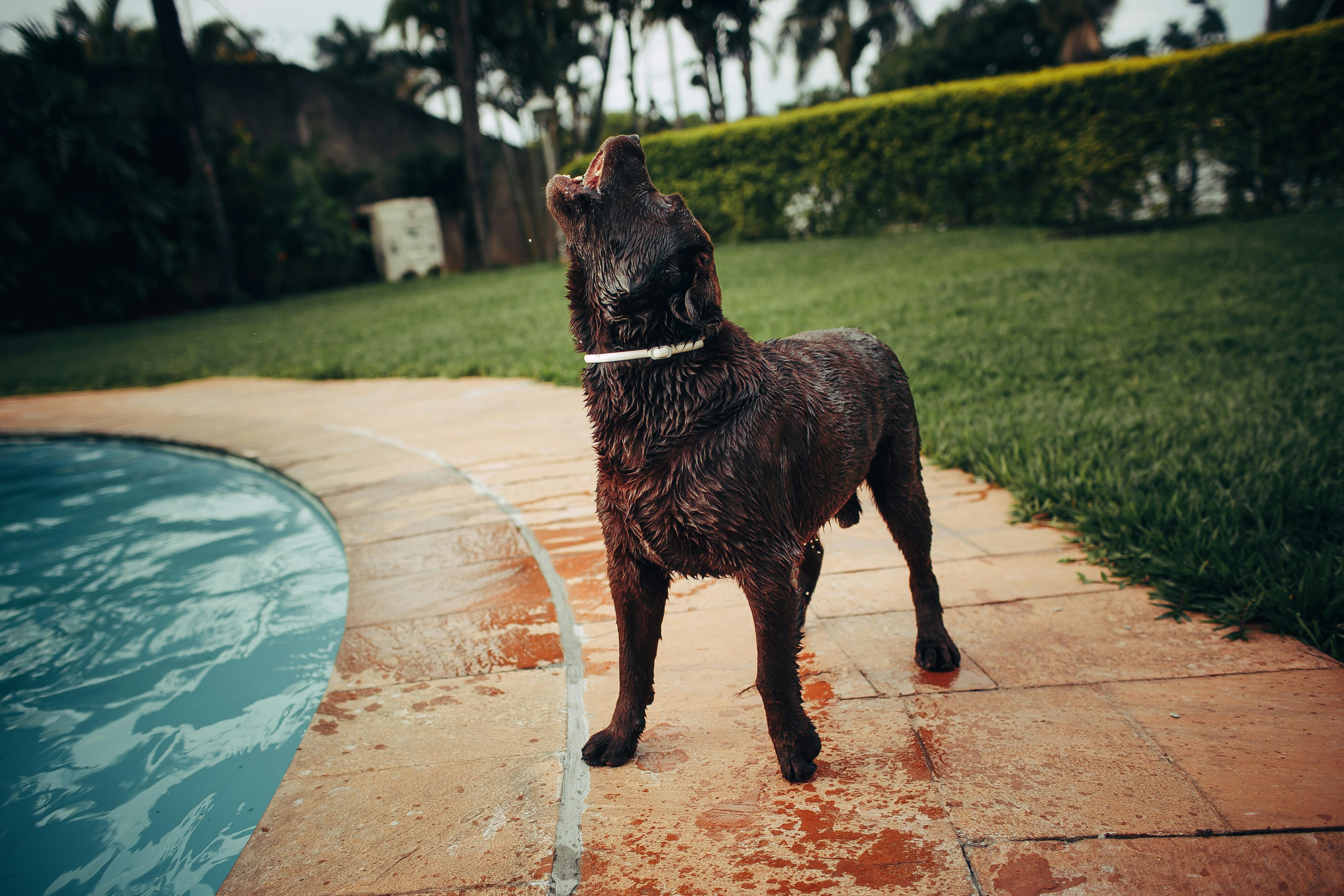 Why Do Dogs Have Wet Noses? Discover The Surprising Truth! 5 Debunking Myths: Are Wet Noses Really Health Indicators for Dogs?