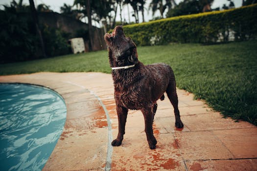 夏日，一只湿漉漉的拉布拉多猎犬在泳池边晾干