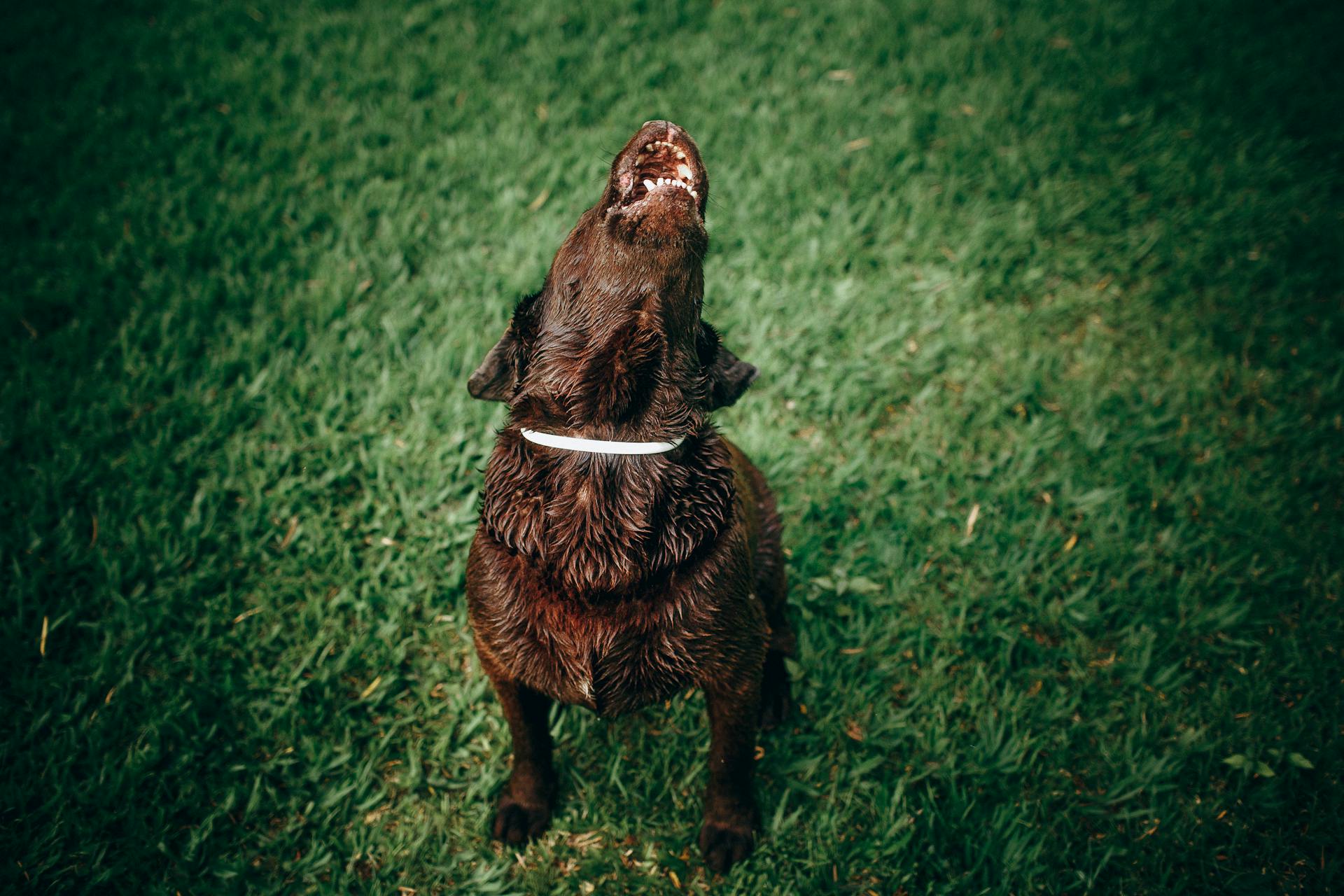 Wet dog in collar sitting on green grass