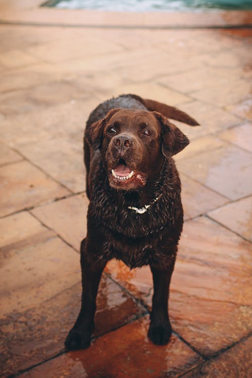 Funny brown dog standing near pool