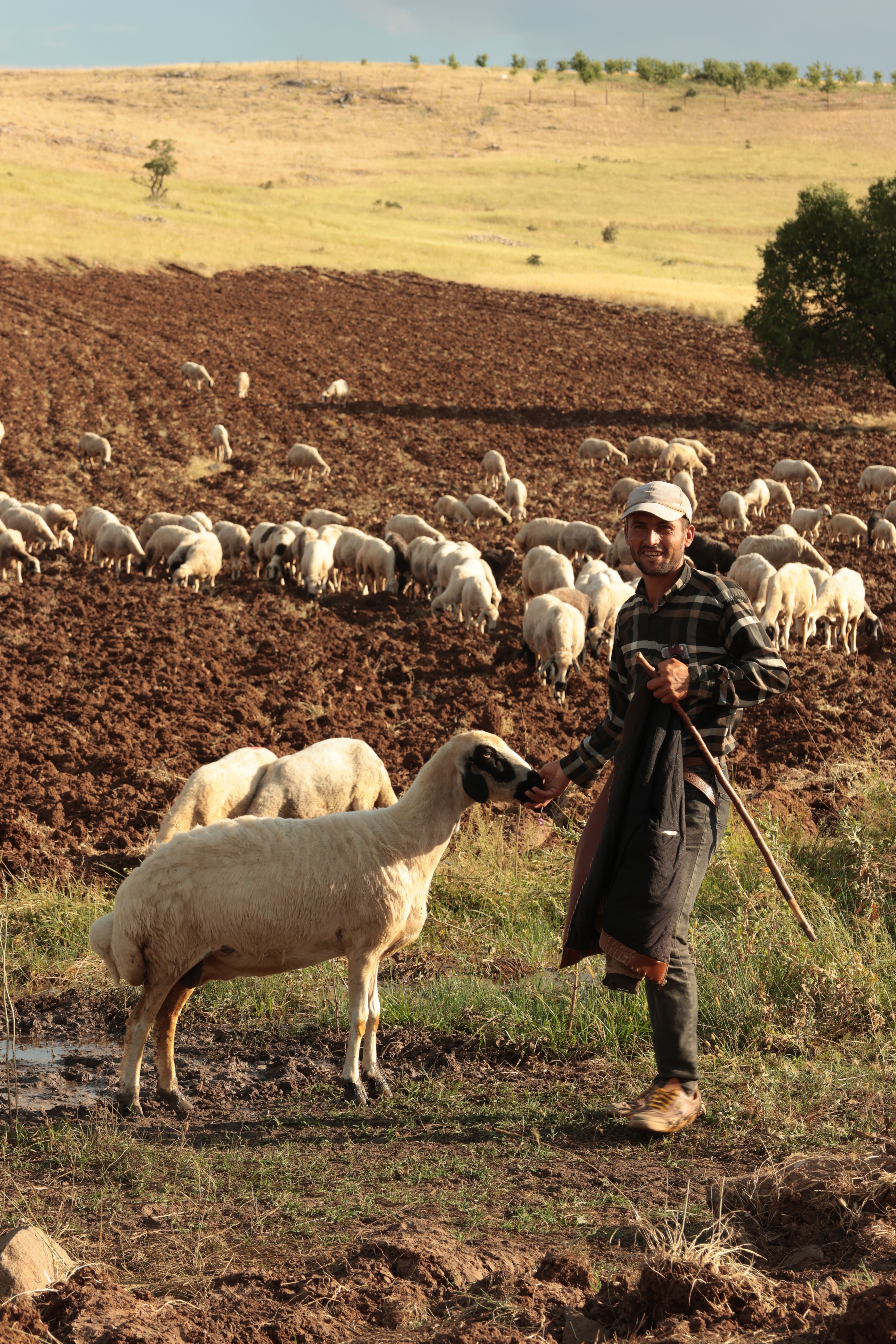 A shepherd in a field with a flock of sheep on rolling hills at sunset.