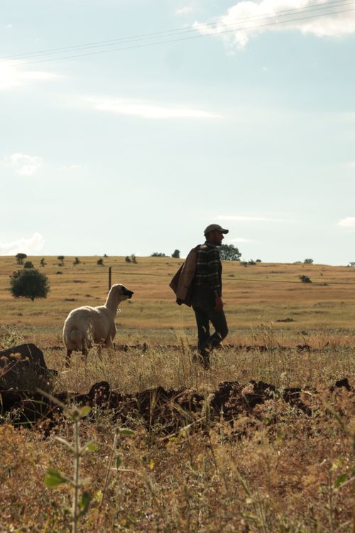 Free A shepherd and llama walking through a sunlit field, showcasing rural lifestyle and tranquility. Stock Photo