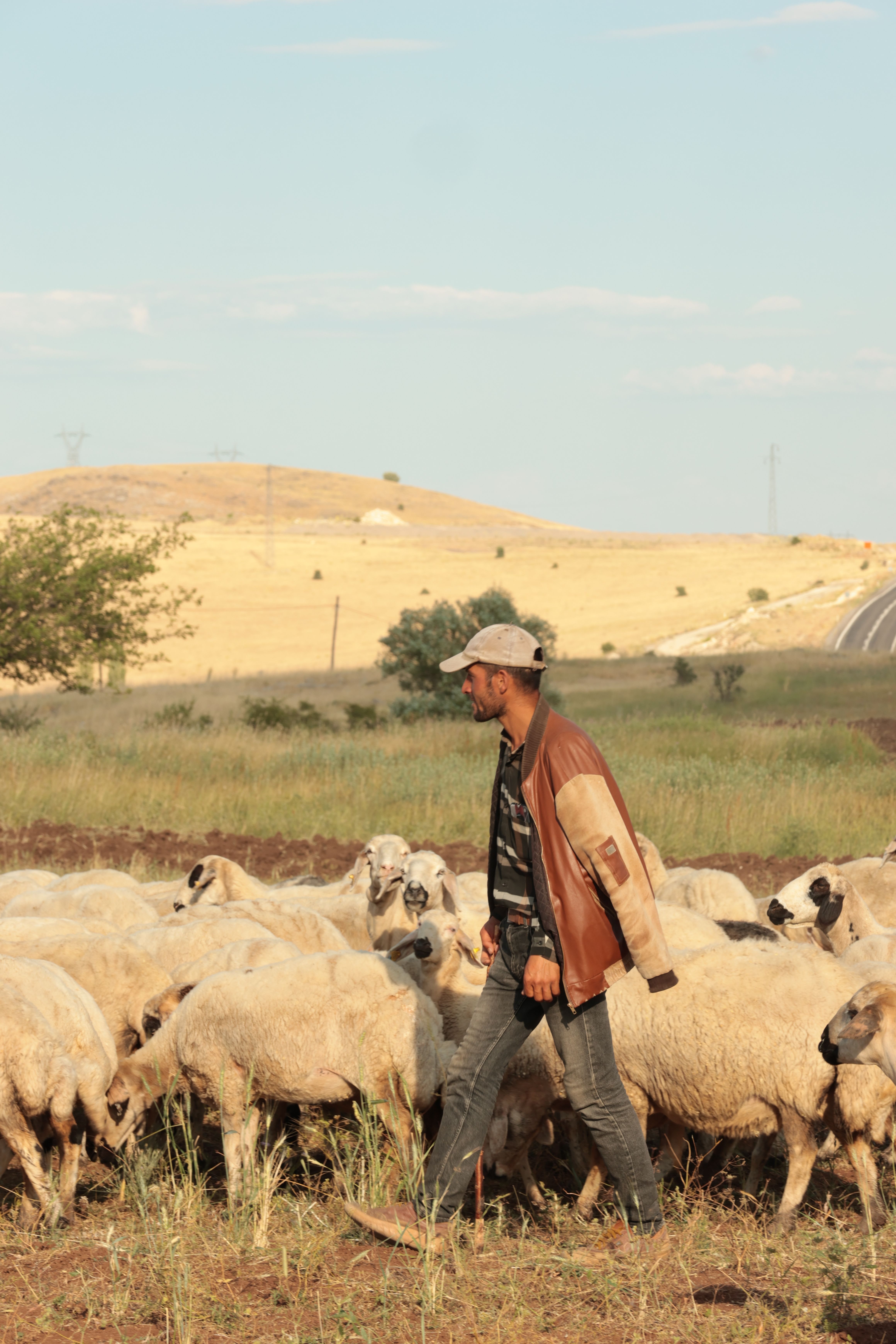 A solitary shepherd guiding his flock across open fields under a clear sky, embodying rural simplicity.
