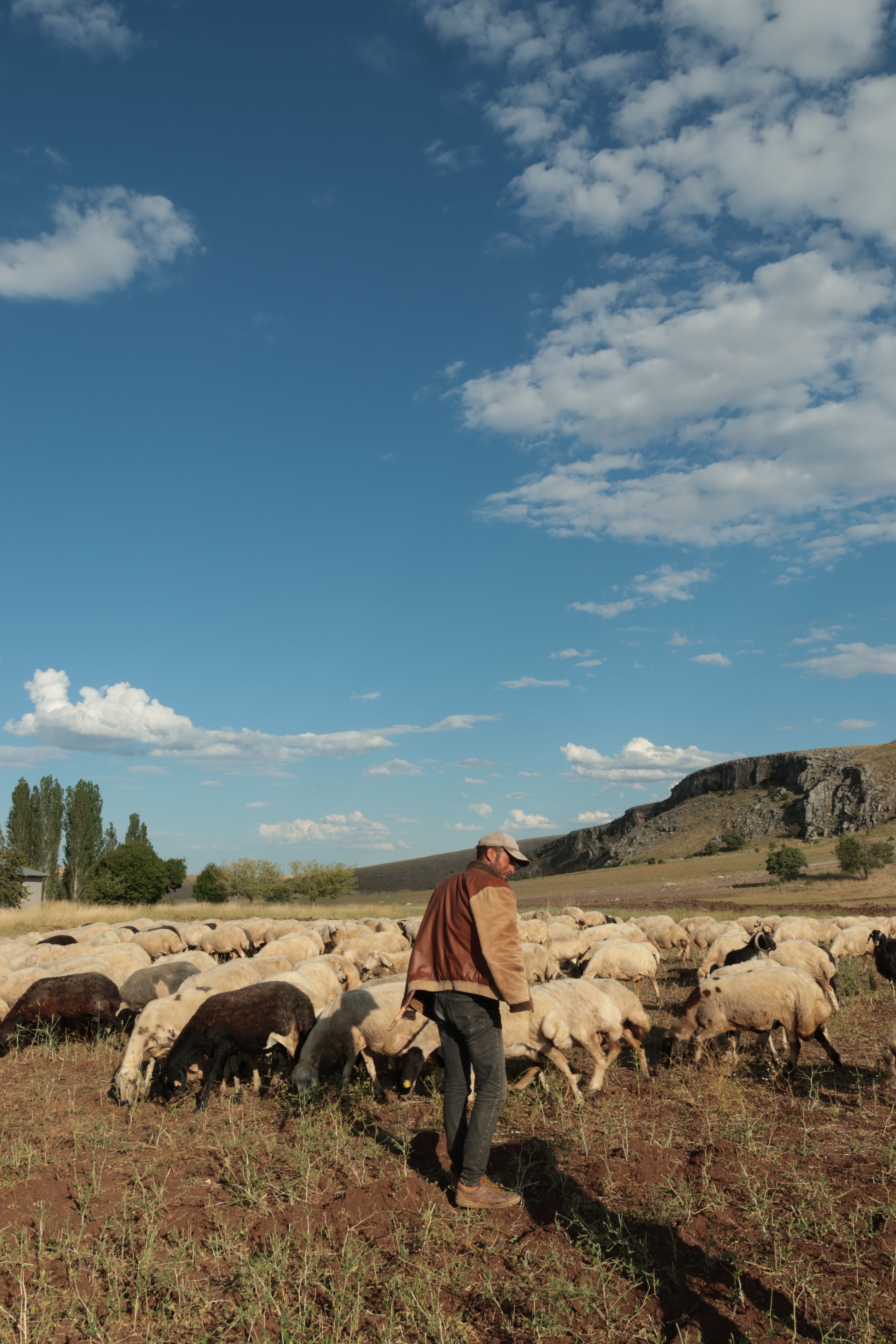 A shepherd guides his flock of sheep across a sprawling rural landscape under a bright sky.