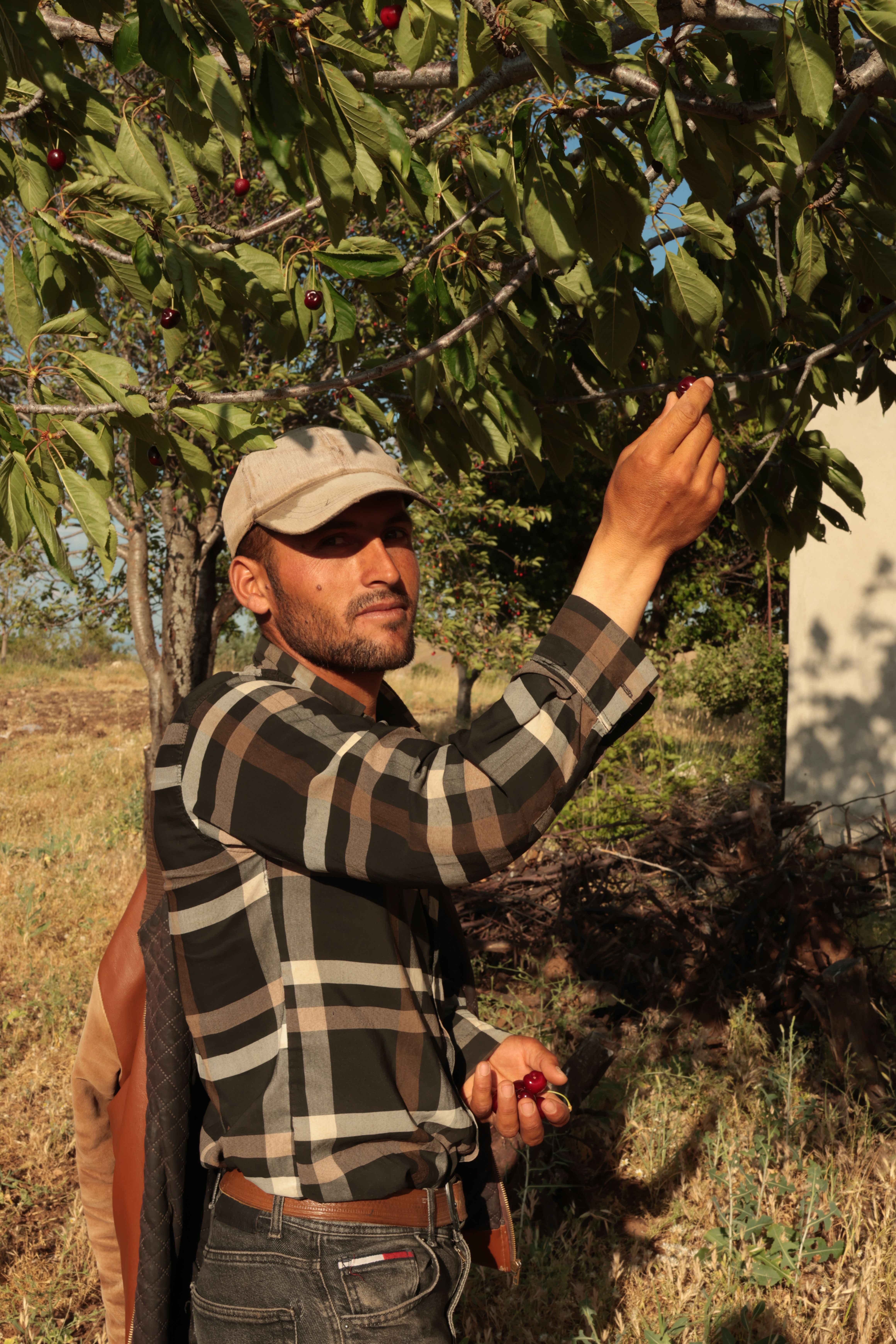 A man picking cherries from a tree in an orchard under sunlight. Outdoors scene.