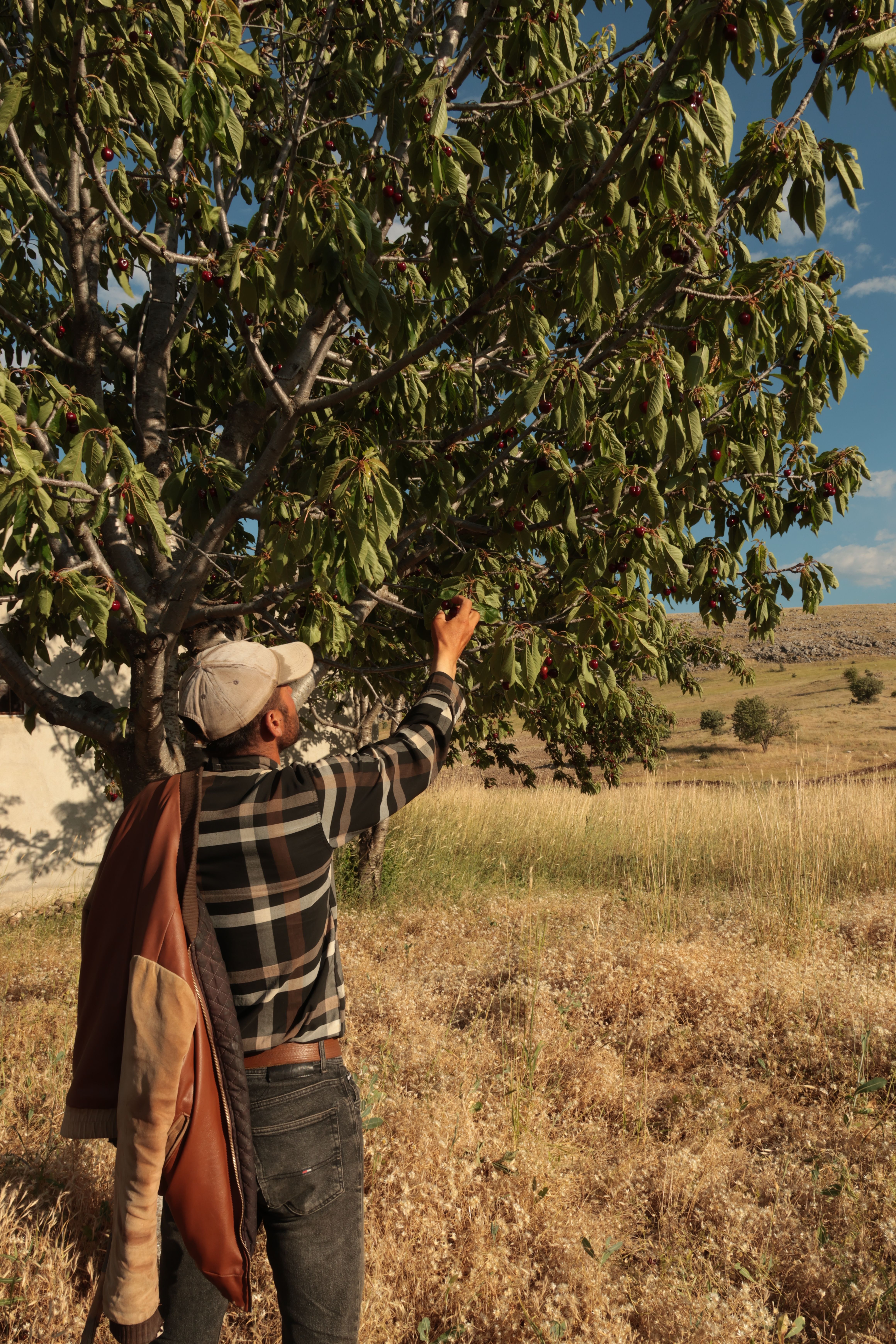 Adult man in plaid shirt picking cherries from a tree in a sunny rural setting.