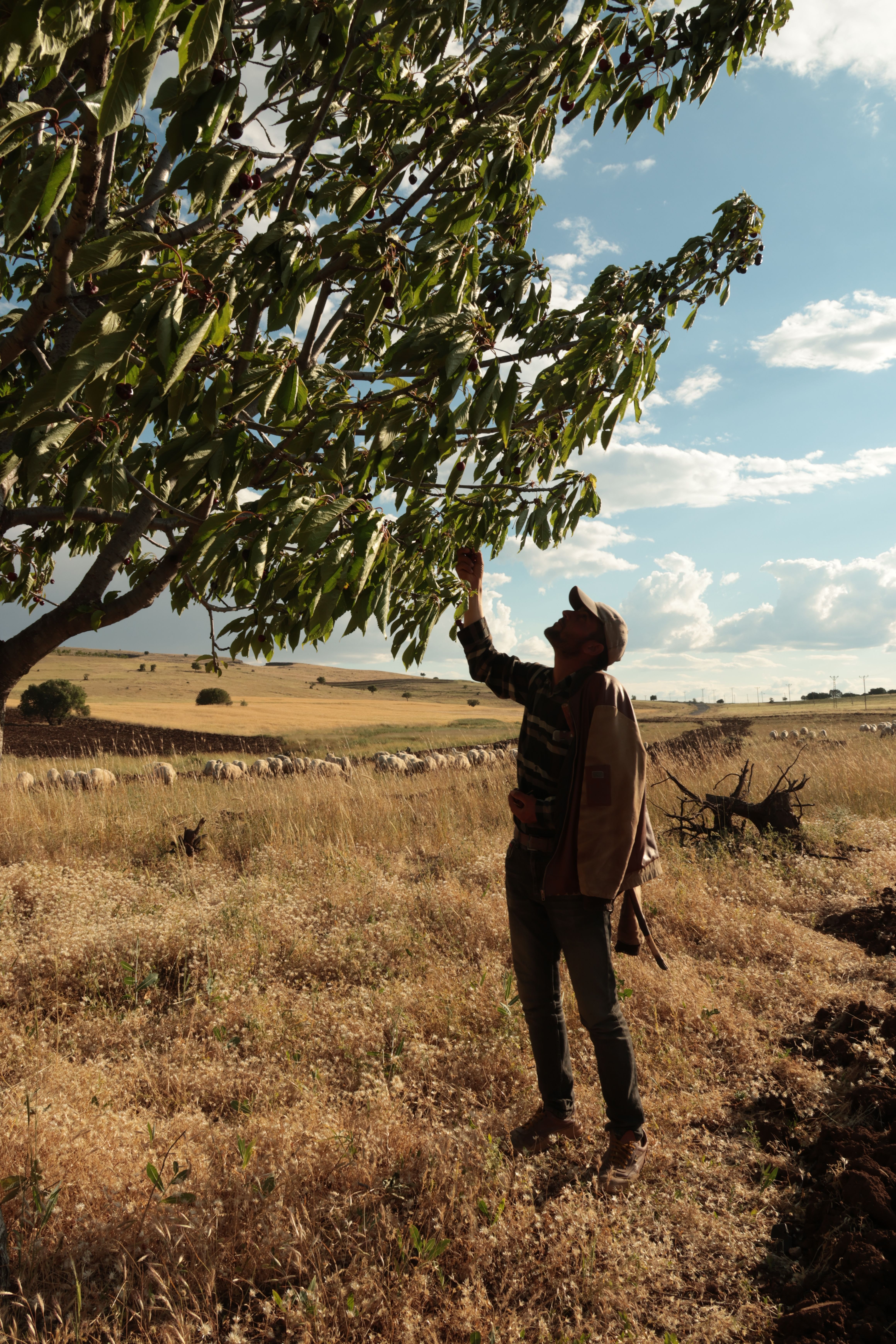 Farmer in field reaching for leaves on a sunny day.
