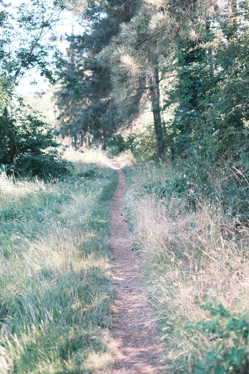 Free Peaceful narrow pathway through a lush green forest on a sunny day, ideal for nature walks. Stock Photo