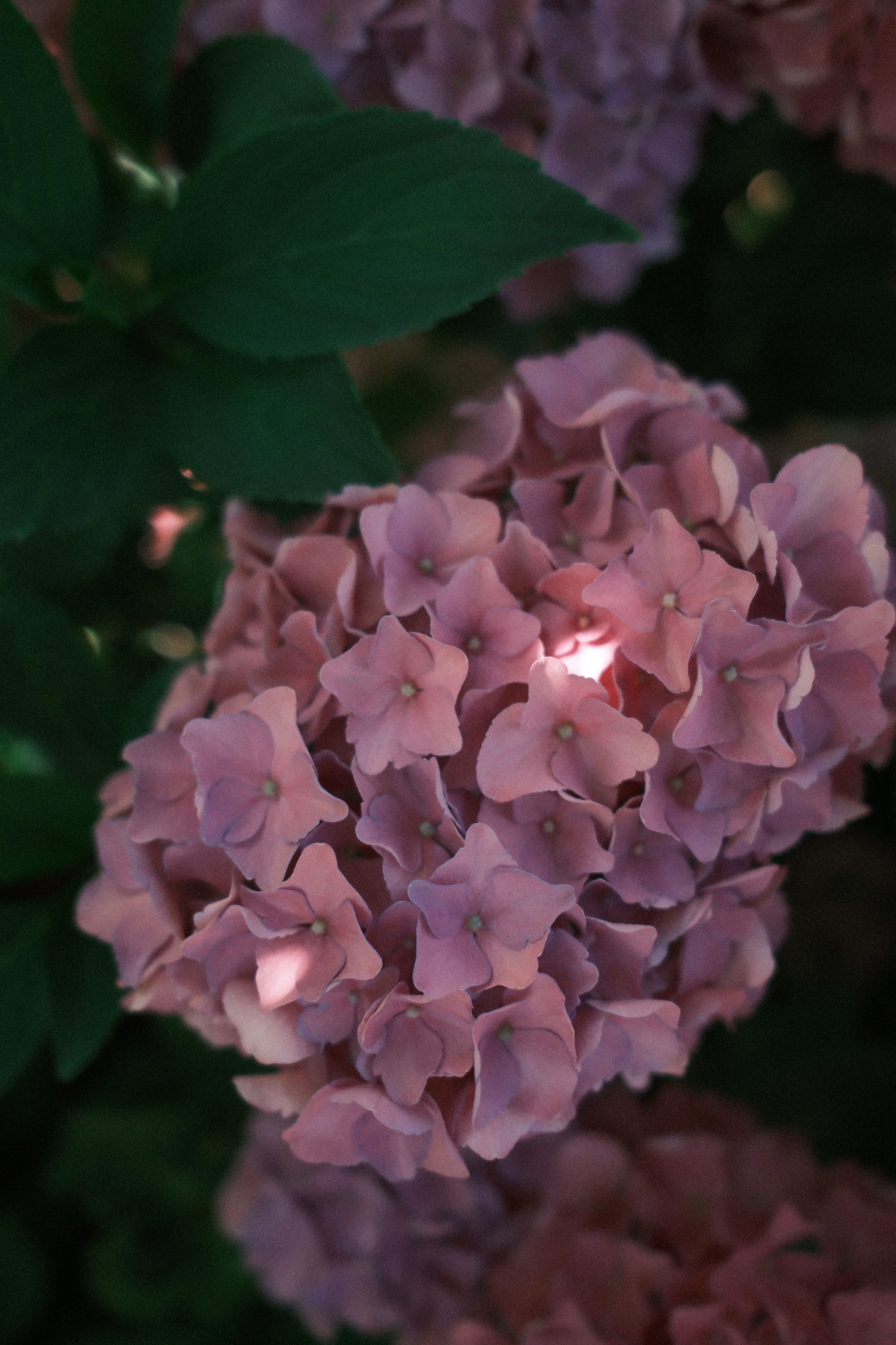 [ColoSach]-detailed-shot-of-pink-hydrangea-flowers-with-soft-lighting-and-rich-green-leaves.