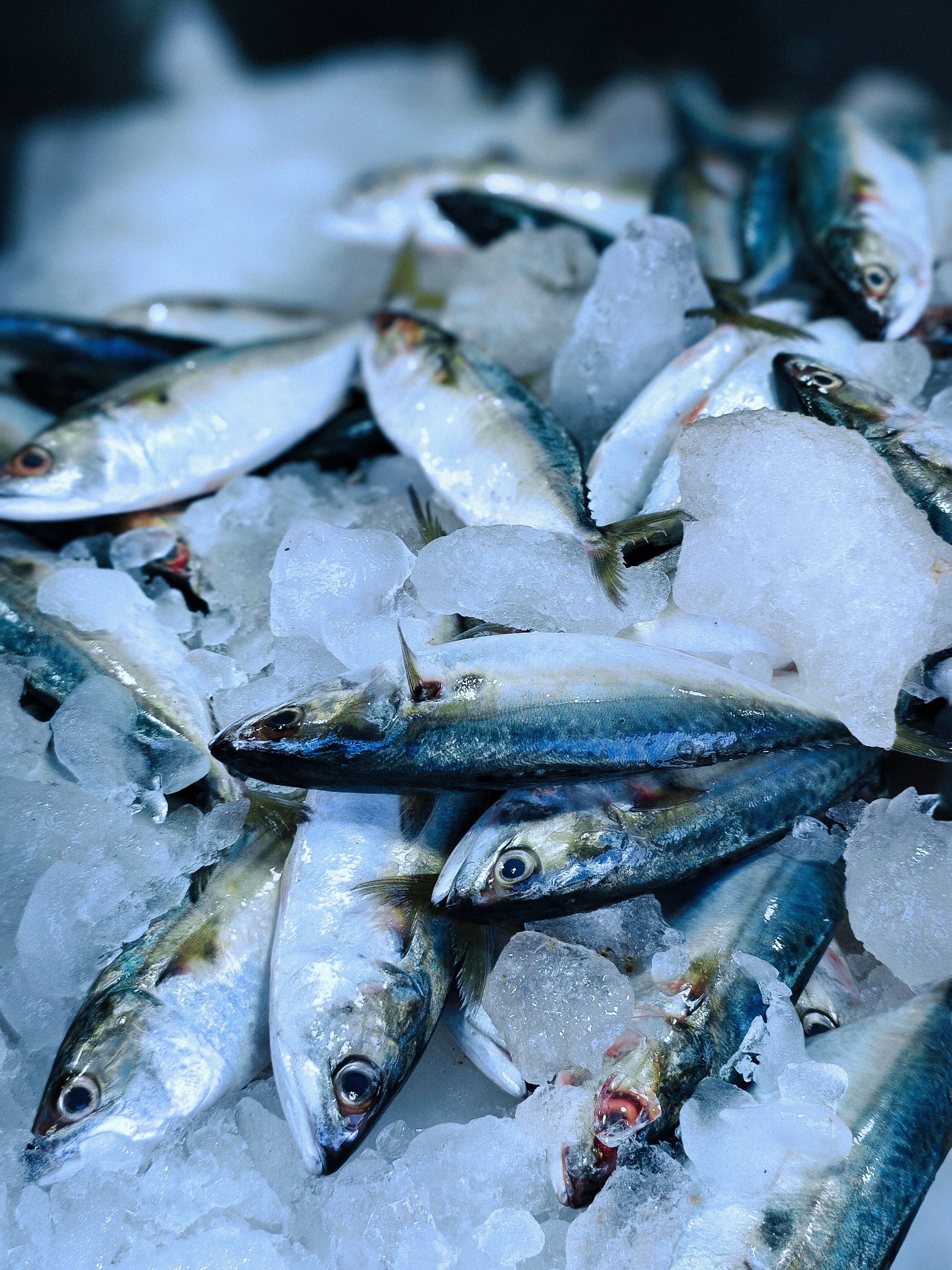 A vibrant display of fresh fish on ice at Pulpatta market, Kerala, India.