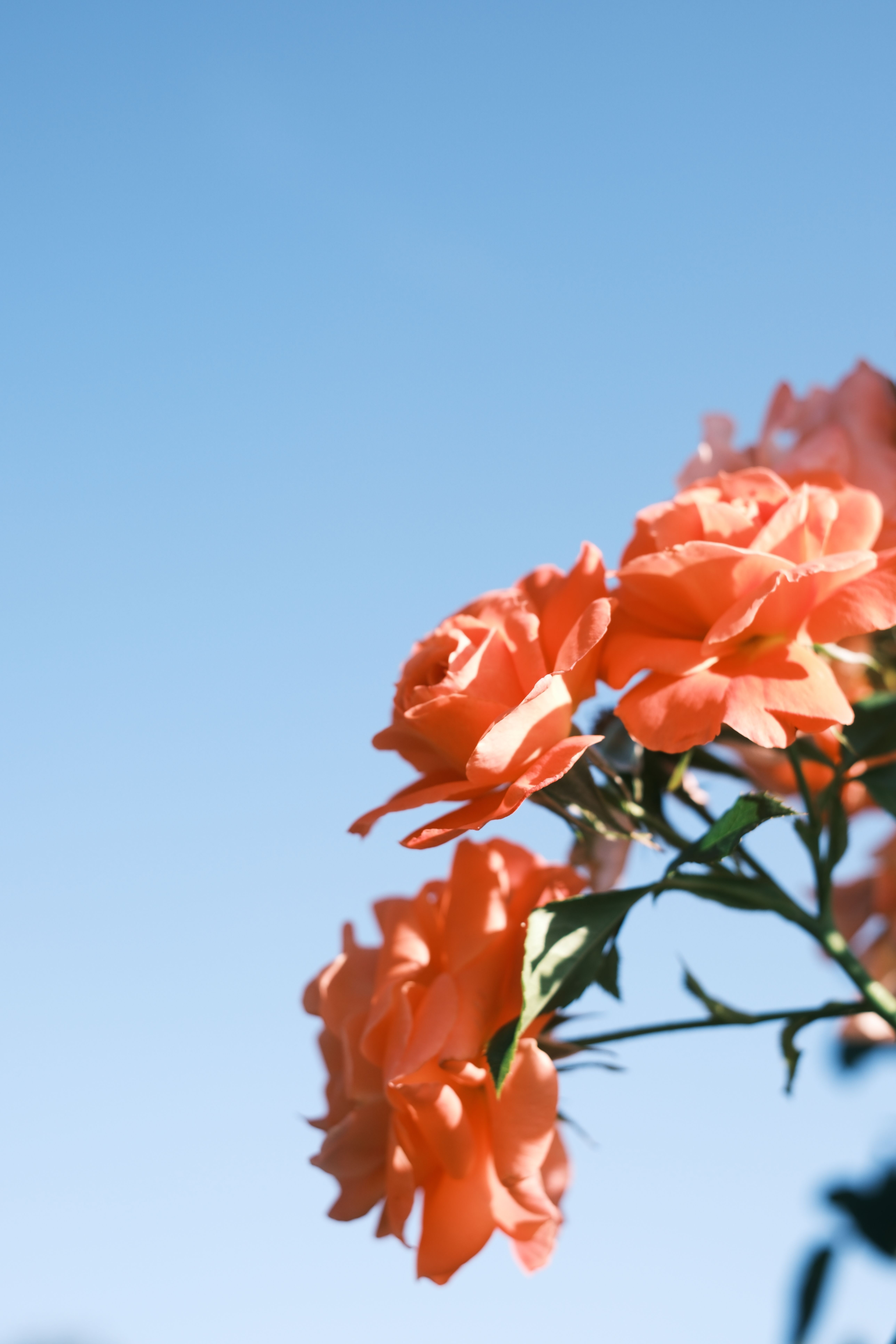 [ColoSach]-close-up-of-vibrant-orange-roses-under-a-clear-blue-sky,-showcasing-nature's-beauty.